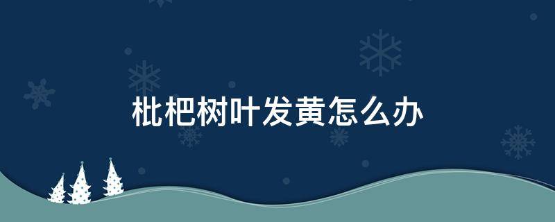 枇杷树叶发黄怎么办（枇杷树叶发黄咋医治）