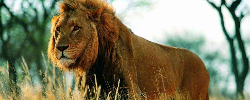 狮子象征着生活中的哪些人 狮子在人类中的象征着什么