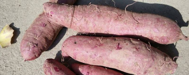 济薯26红薯生长期是多少天 济薯26红薯种多长时间可以挖