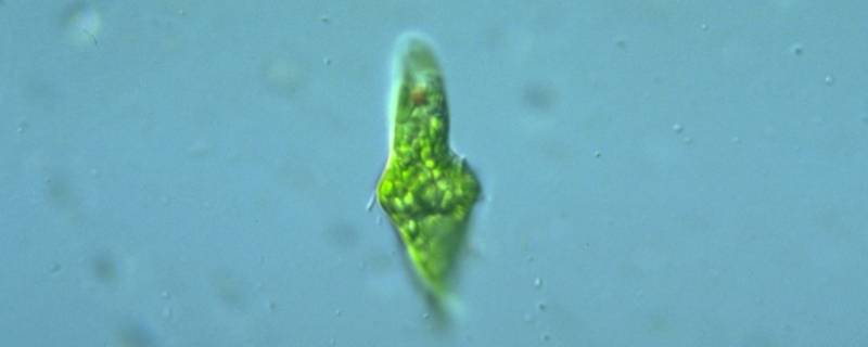 眼虫藻是水生植物吗 眼虫藻是水生植物吗?