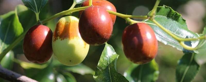 摘下的未成熟的枣子怎么变红 枣摘下来几天为什么变红