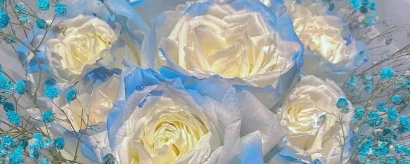 碎冰蓝玫瑰可以送男生吗 碎冰蓝玫瑰花可以送男生