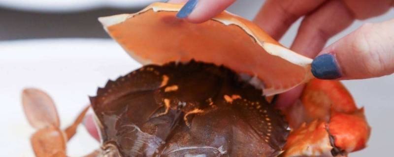 双壳蟹为什么是最肥的（常见的比较肥的螃蟹有哪些）