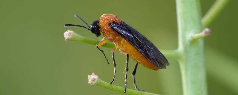 谁发现了昆虫翅膀的秘密 昆虫翅膀来源