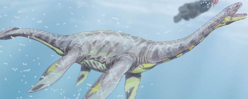 plesiosaurus是什么恐龙（Spinosaurus是什么恐龙）