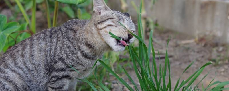 猫咪吃狗尾巴草有害吗 猫咪会吃狗尾巴草吗