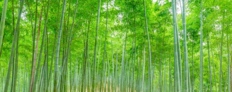 以竹子为寓意的小院名字 以竹命名的小院