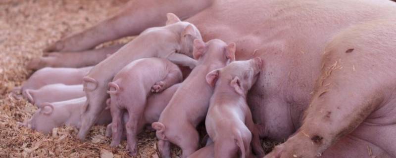太湖母猪二十斤养多久可以配种 太湖母猪多大可以配种