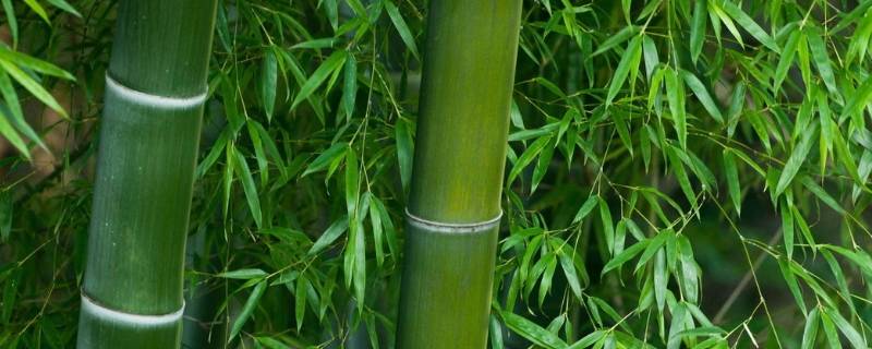 竹子防腐处理后可用多久 防腐竹子可以用多久