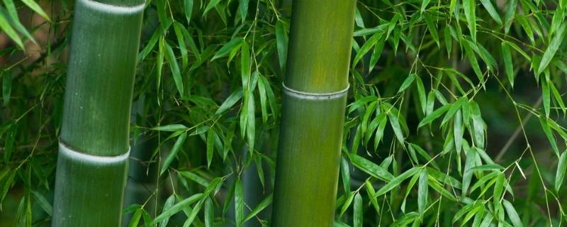 竹子头像代表什么意思 竹子当头像吉祥吗