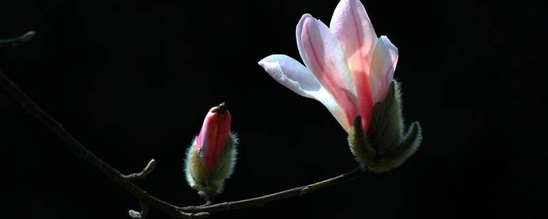 万花丛中一枝独秀下一句 一枝独秀不是春下一句