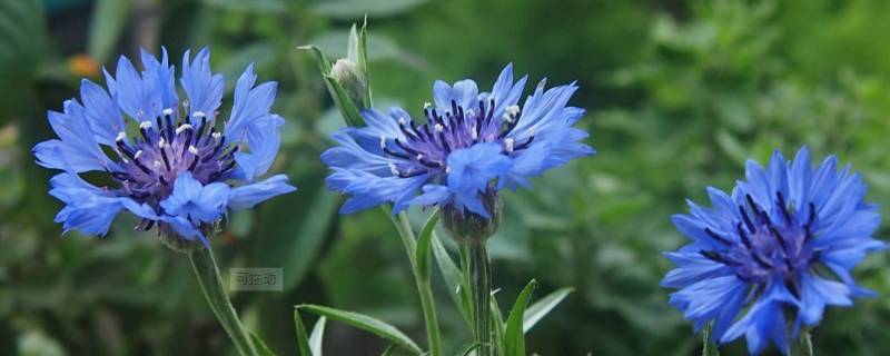蓝色梦幻星空菊花语是什么 蓝色满天星跟小雏菊的花语