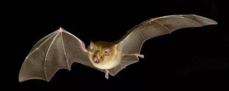 怎么驱赶蝙蝠在家里 家里的蝙蝠怎么样才能把它驱赶出去
