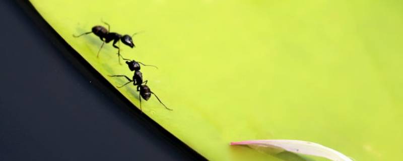 家里有小黑蚂蚁怎么能彻底消灭（家里的小黑蚂蚁怎么灭）