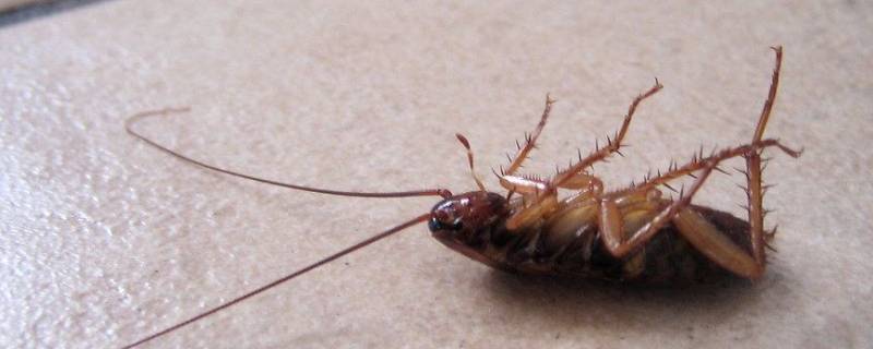 洗衣机里有蟑螂怎么办 洗衣机下有蟑螂怎么办