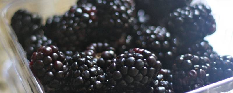 黑莓怎么吃（黑莓怎么吃不酸）