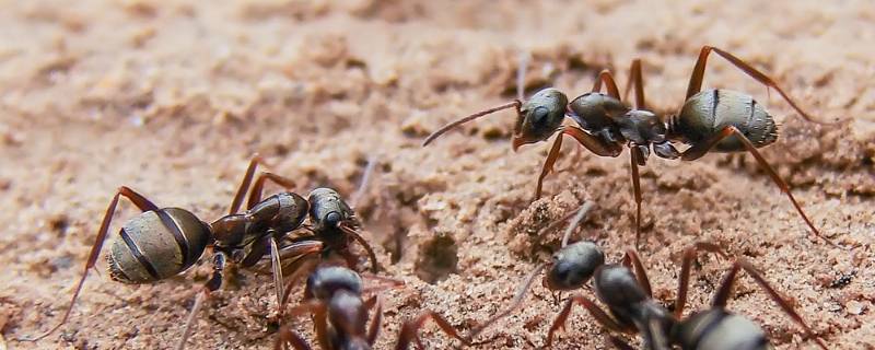 菜地里蚂蚁太多怎么去除 菜园地里有很多的蚂蚁怎么办