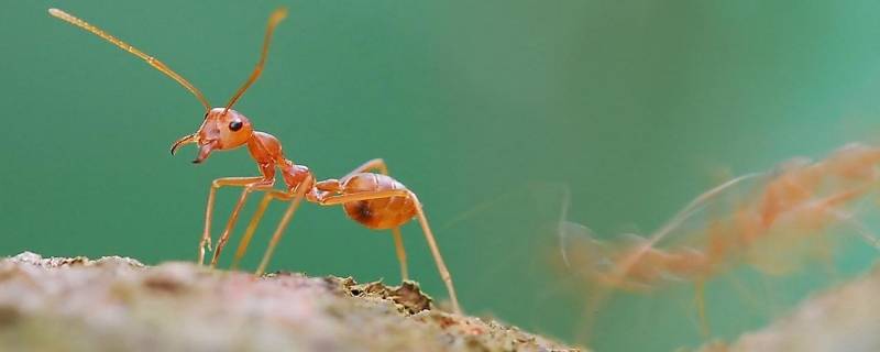 咬人的蚂蚁怎么消灭 咬人蚂蚁怎么去除
