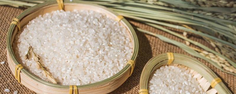 夏季怎样防止米生虫 夏季如何防米生虫