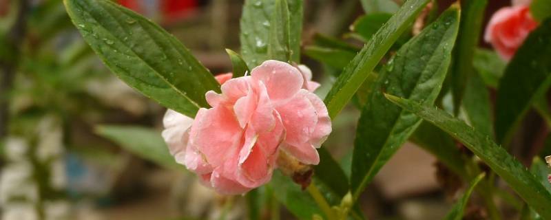 凤仙花怎么染指甲更红 凤仙花哪种颜色染指甲会比较红