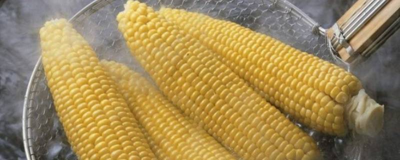如何保存玉米新鲜玉米 怎么保存新鲜玉米
