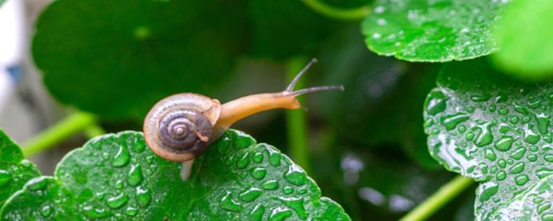 怎样分辨蜗牛有毒（哪些蜗牛有毒哪些蜗牛没有毒）
