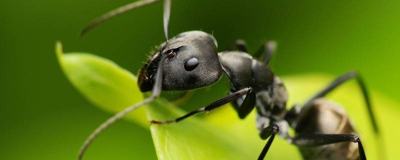 黑色带翅膀的蚂蚁怎么消灭 黑色带有翅膀的蚂蚁
