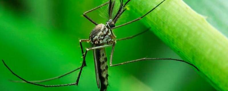 农村有很多蚊子用什么方法解决 农村很多小蚊子怎么处理