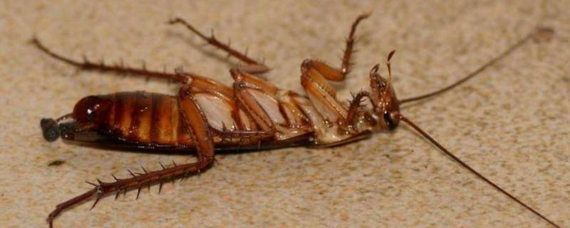 屋里有蟑螂怎么彻底根除 屋里有蟑螂有什么办法可以消除