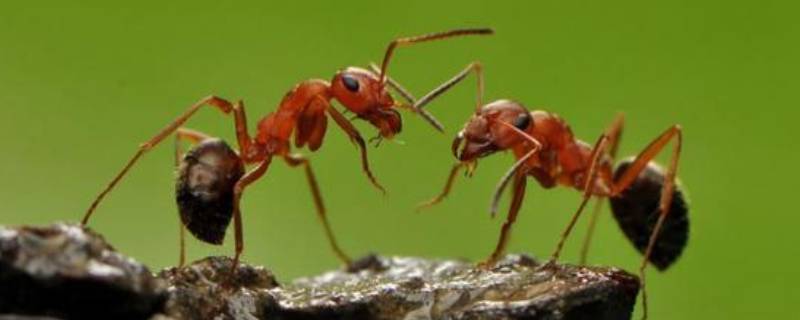 室内蚂蚁用什么方法可以消灭 如何消灭室内蚂蚁
