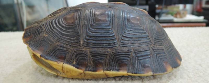 龟壳怎么处理保存 龟壳清理保存