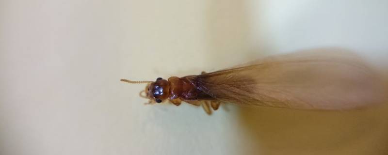 怎么消灭水蚁 怎么消灭水蚁最有效