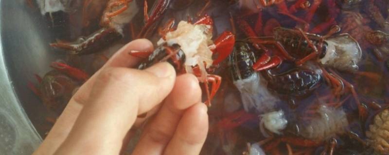 怎么清理小龙虾 怎么清理小龙虾身上的脏东西