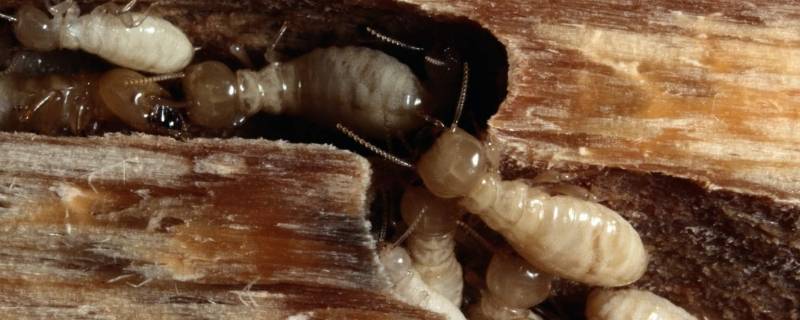 家里发现有几只白蚁怎么办 家里发现很多白蚁应怎样处理