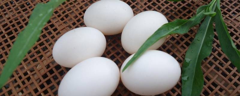鸽子蛋怎么吃好 鸽子蛋怎么吃好?比鸡蛋菅养更好吗?