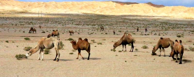 当世仅存的野骆驼种群在中国的哪个地方