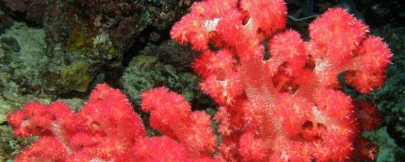 珊瑚体内有大量共生什么藻 珊瑚共生的藻类