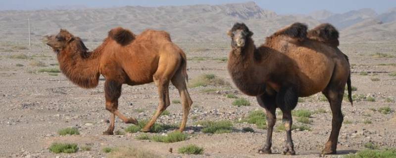 野骆驼群存在于中国的哪里 野骆驼群位于我国哪里