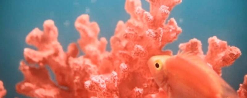 珊瑚色是什么色 珊瑚色是什么色号