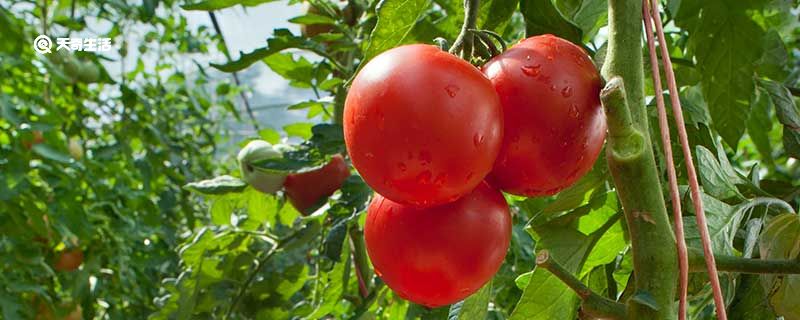 西红柿为什么是蔬菜不是水果