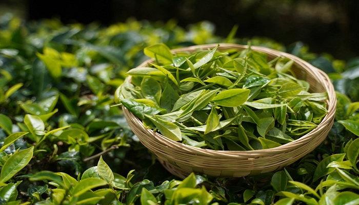 以茶汤颜色作为分类标志的基本茶类是哪几类