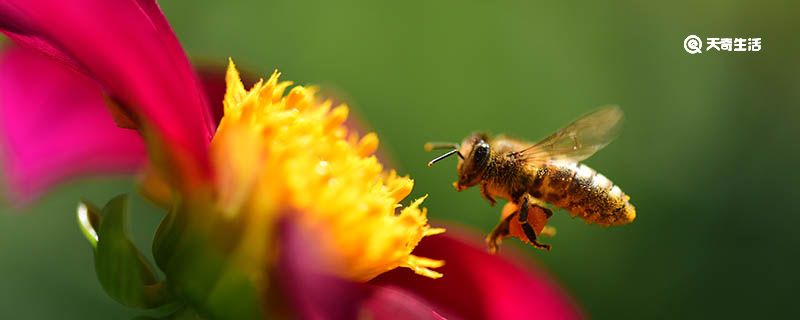 蜜蜂喂白糖能产蜂蜜吗
