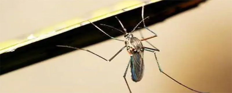 蚊子可以飞几层楼高 蚊子可以飞几层楼高度