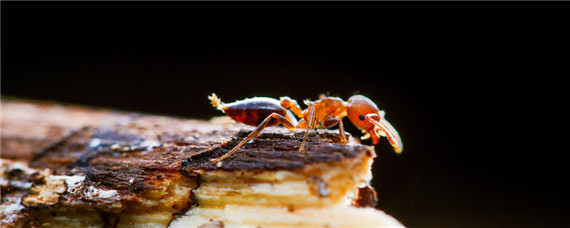 黄蚂蚁用什么药杀死最快