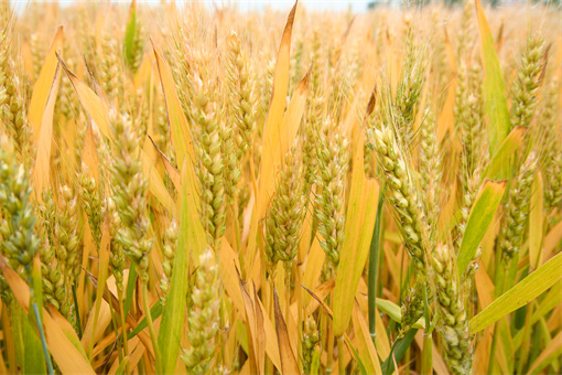 全国冬小麦播种面积已过9成：今日小麦最新价格是多少？附各地最新