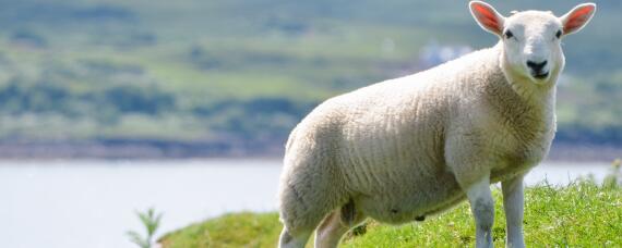 世界上最贵的羊 世界上最贵的羊排名