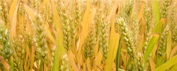 驻麦328小麦品种
