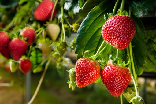 草莓上市部分品种近200元一斤
