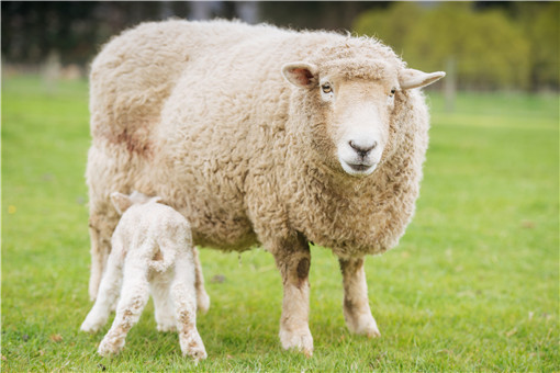 母羊催奶最有效的方法，如何给产后母羊催奶