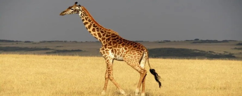 长颈鹿属于什么类 长颈鹿属于什么类吗
